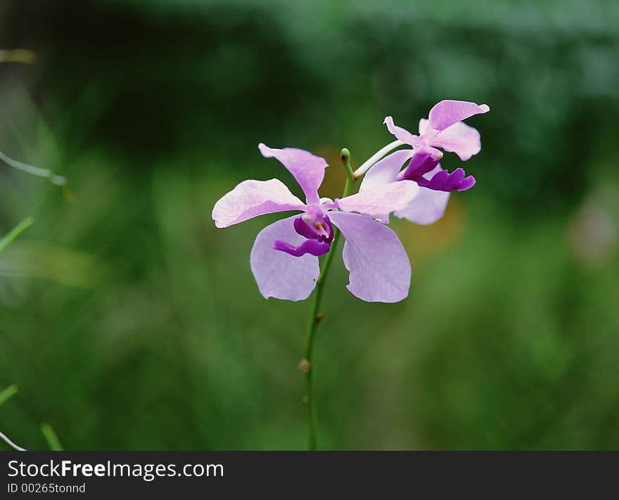 Wild Flowers Image