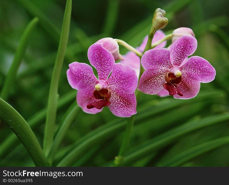 Wild Flowers