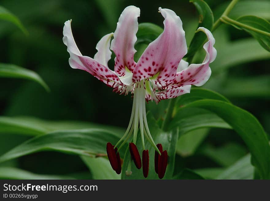 Wild Flowers Image