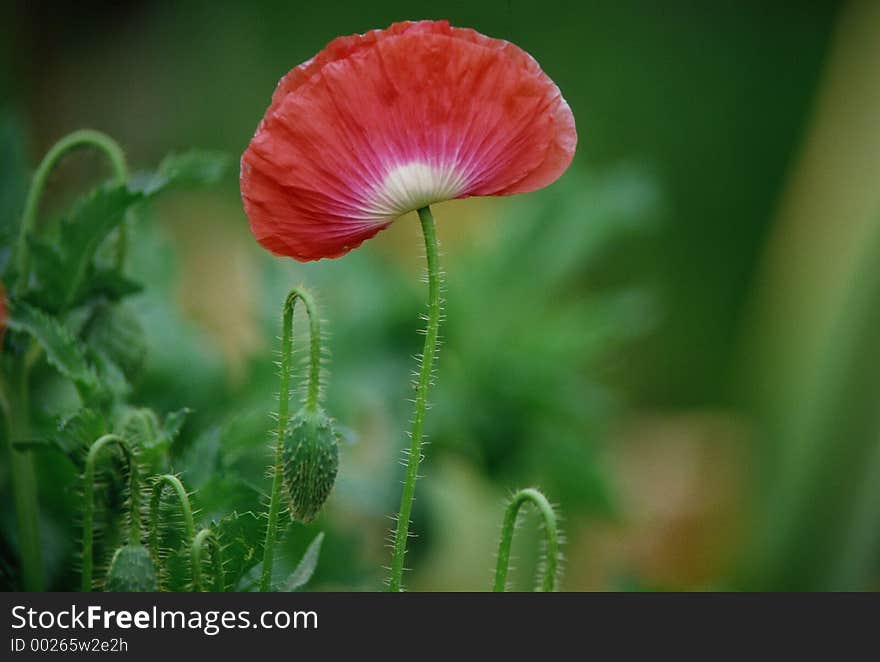 Wild Flowers