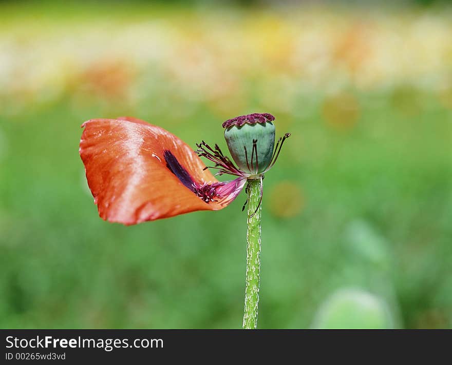 Wild Flowers Image