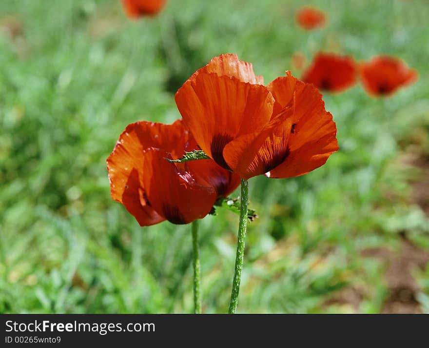 Wild Flowers Image