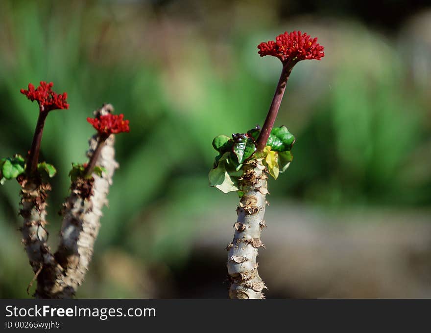 Wild Flowers Image