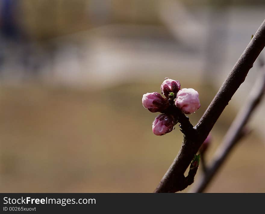 Wild Flowers Image