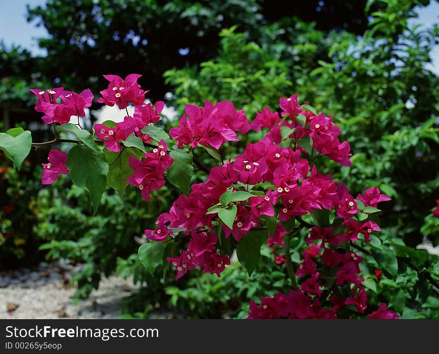 Wild Flowers