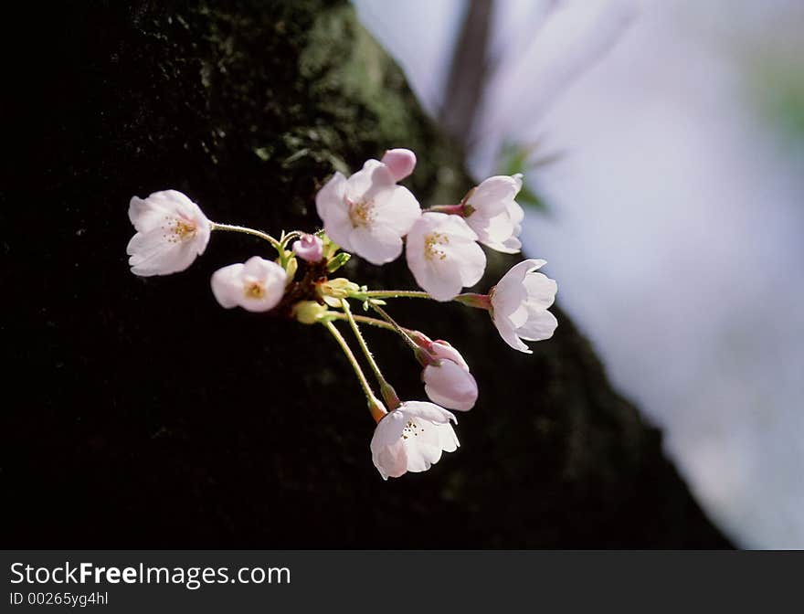 Wild Flowers Image