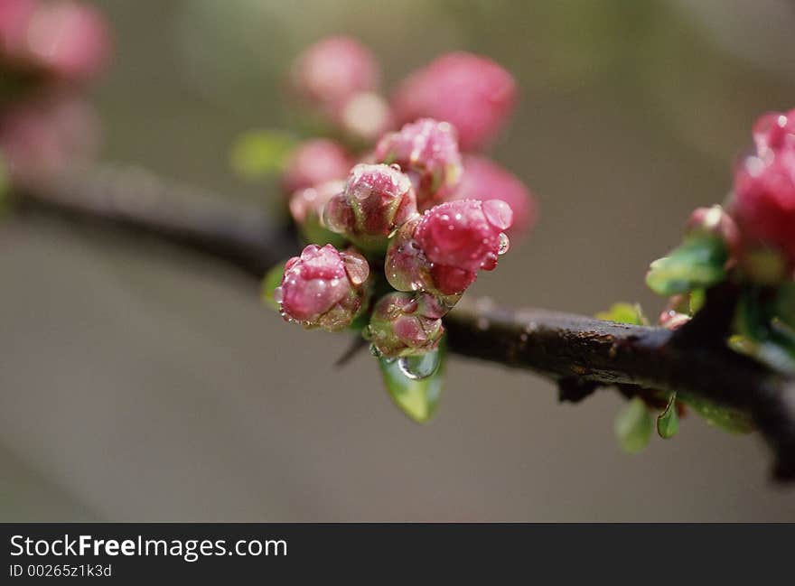 Wild Flowers Image