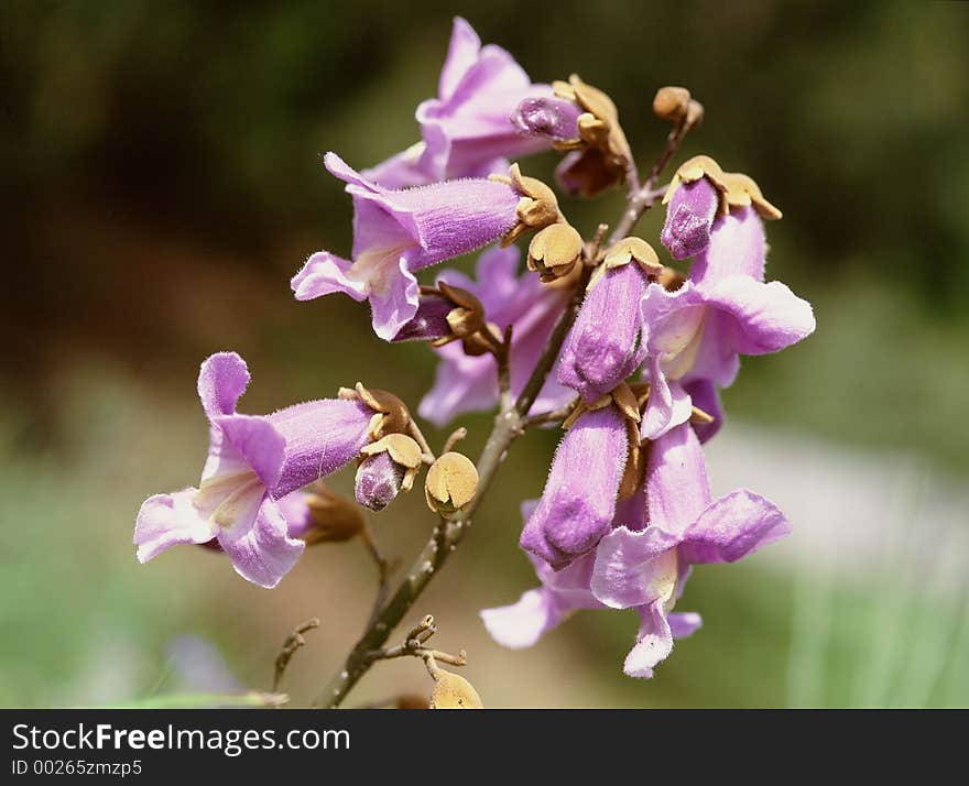 Wild Flowers Image