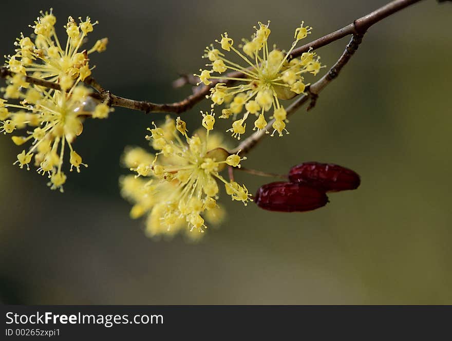 Wild Flowers Image