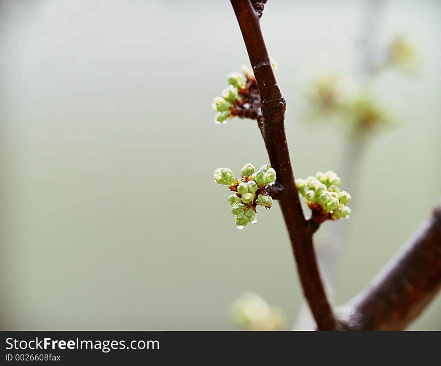 Wild Flowers Image