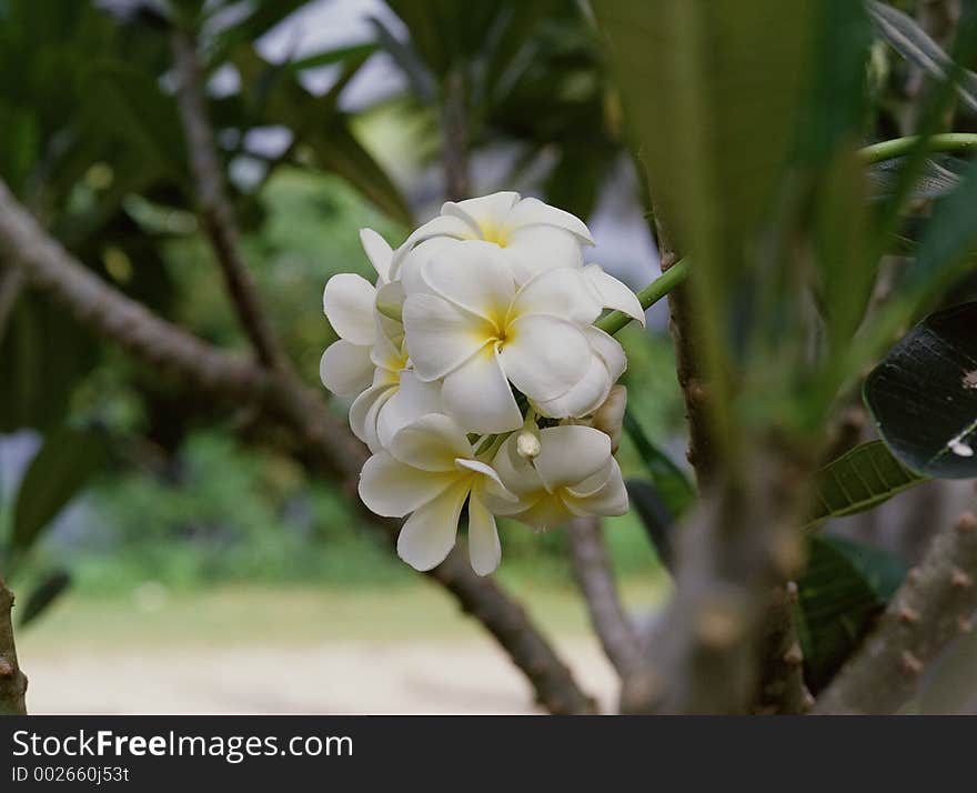 Wild Flowers Image