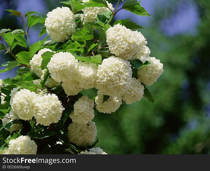 Wild Flowers Image