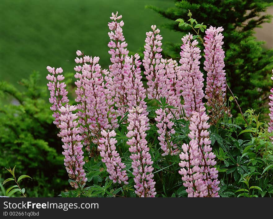 Wild Flowers Image