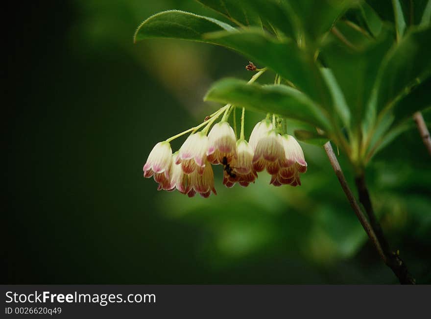 Wild Flowers Image