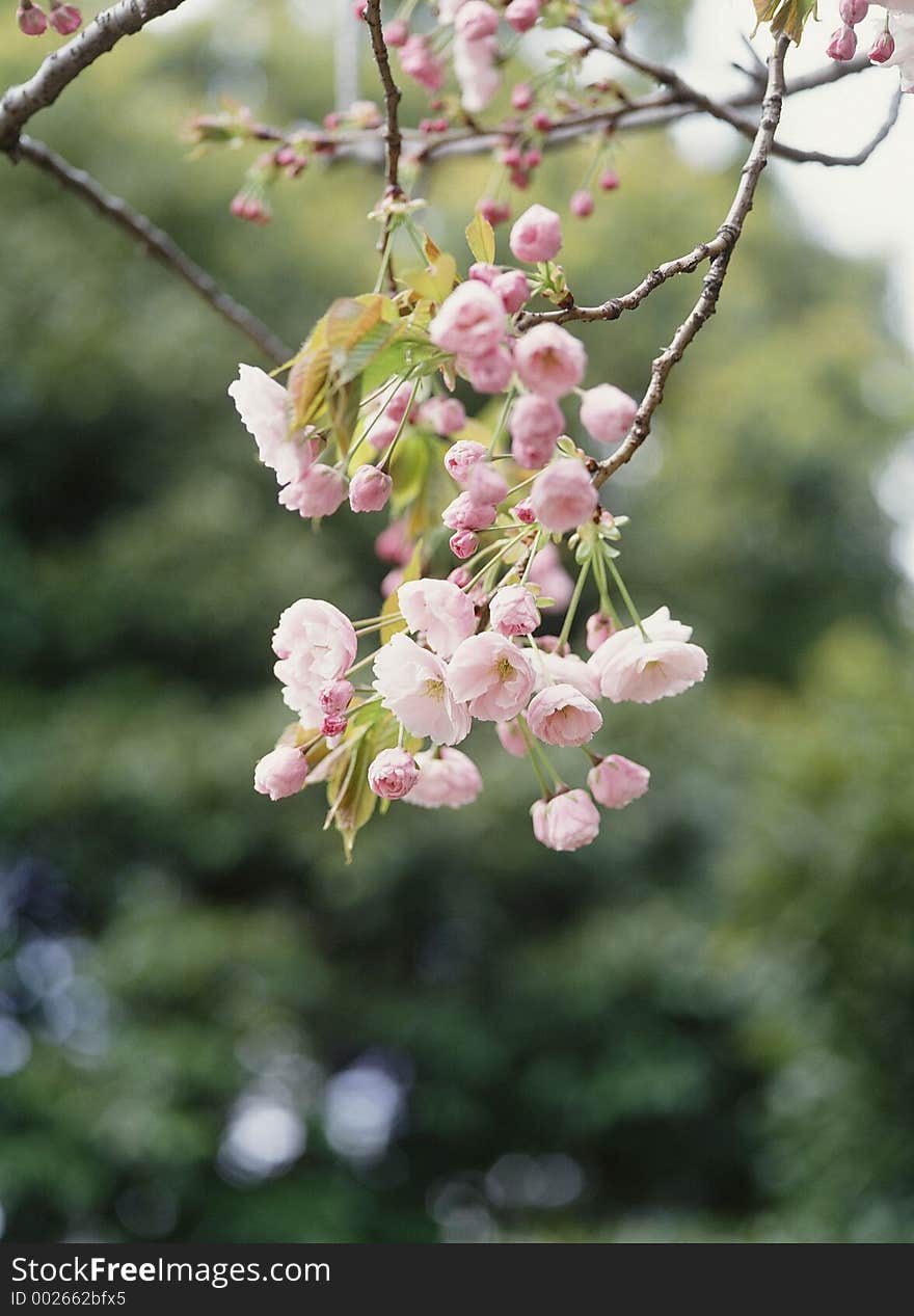 Wild Flowers Image