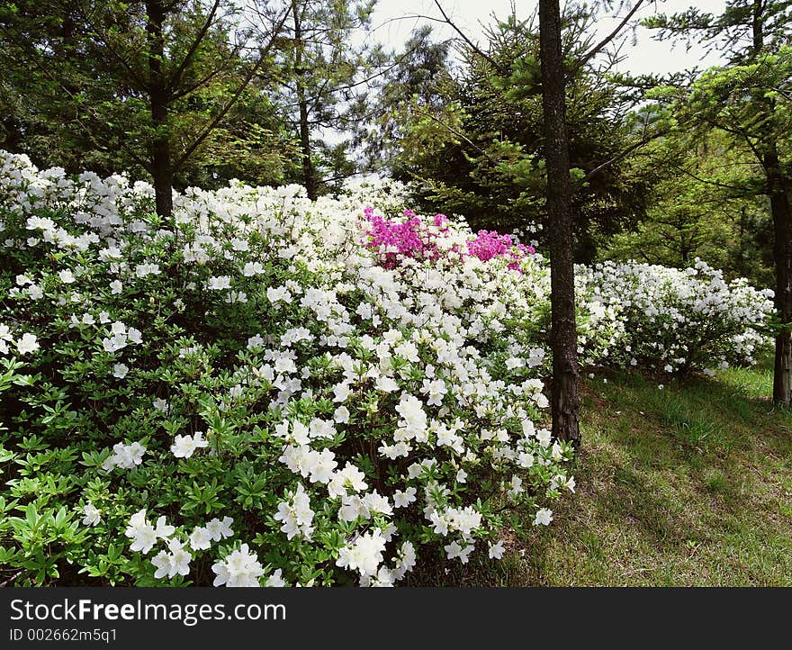 Wild Flowers Image