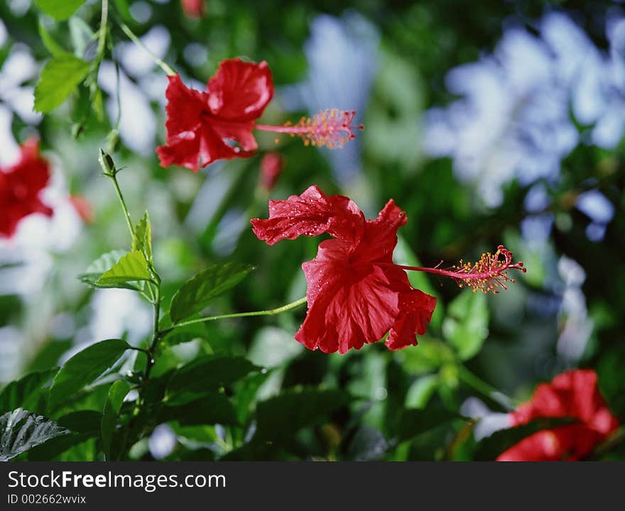 Wild Flowers Image