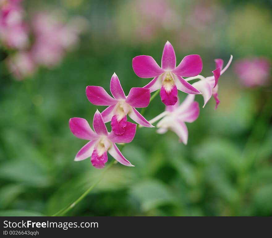 Wild Flowers Image