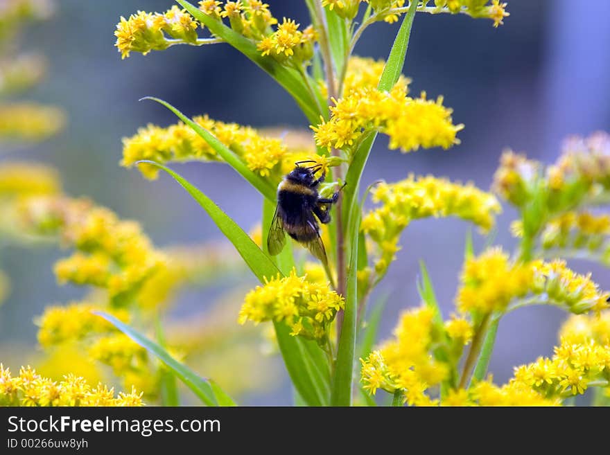 Humblebee on yellow flower. Humblebee on yellow flower