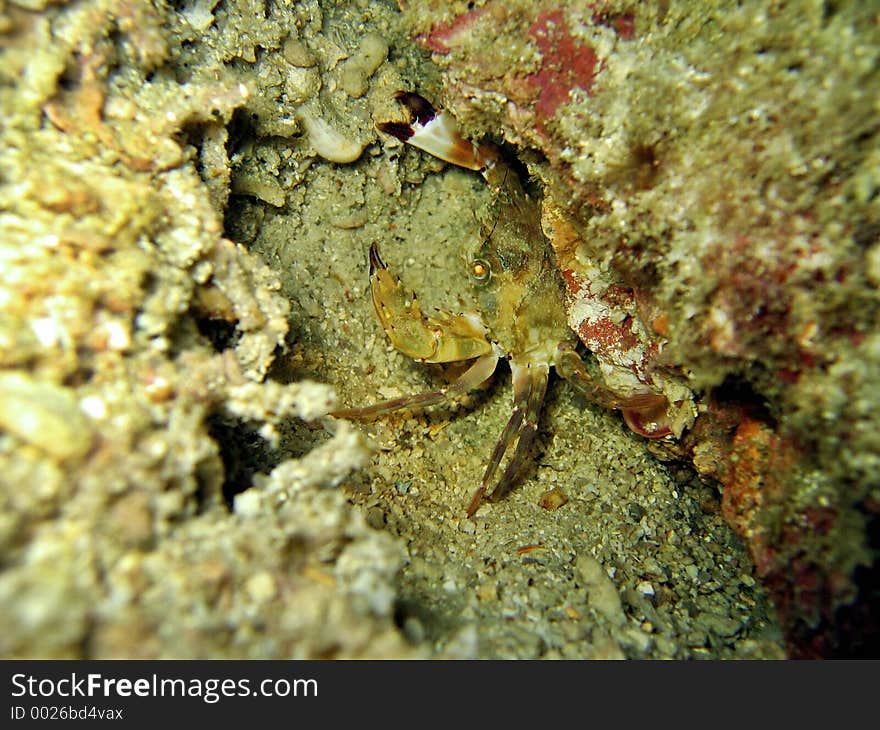 This crab is trying to fend itself by showing an agression with its opened claws. This crab is trying to fend itself by showing an agression with its opened claws