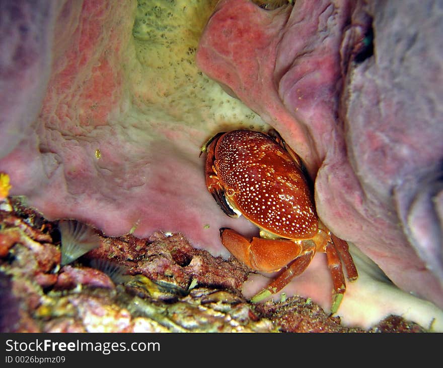 A reef crab hiding among corals. A reef crab hiding among corals