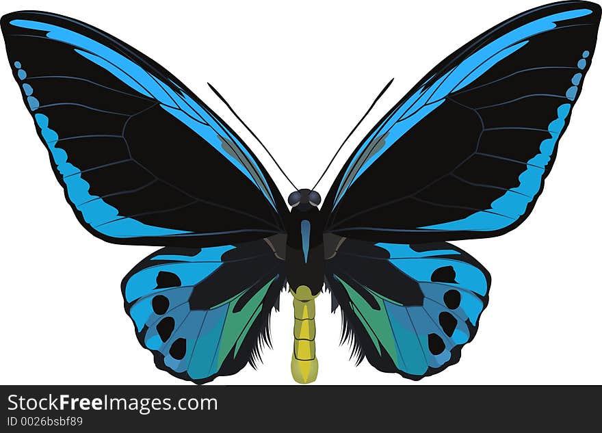 Ornithoptera ulvilliana