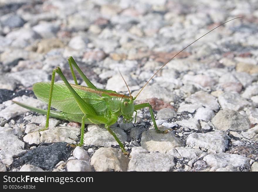 Grasshopper