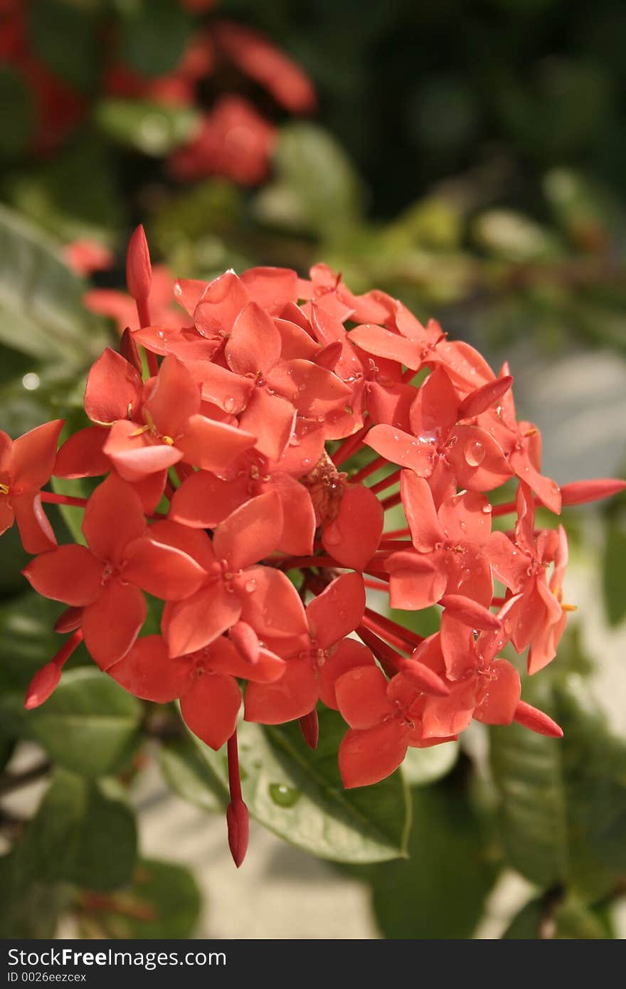 Ixora