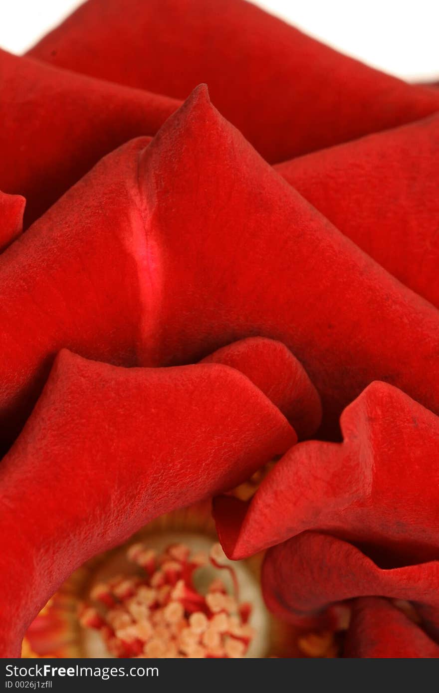 Vertical of red rose pedals isolated on white back drop from a top view. Vertical of red rose pedals isolated on white back drop from a top view