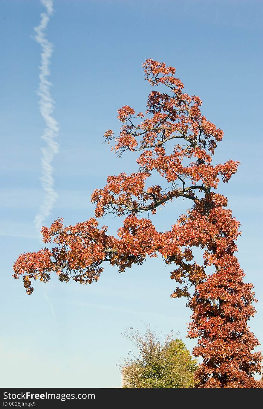 A tree in fall, with a very interesting shape against a blue sky with a vapor trail across it