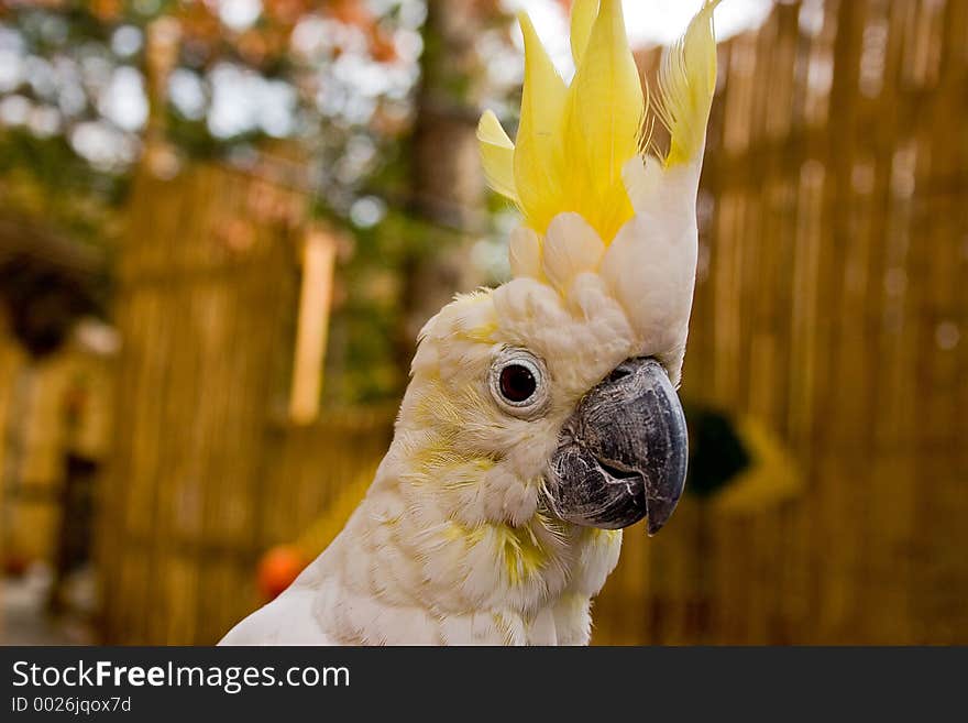 A show off sulphur cested cockatoo'strutting her stuff'