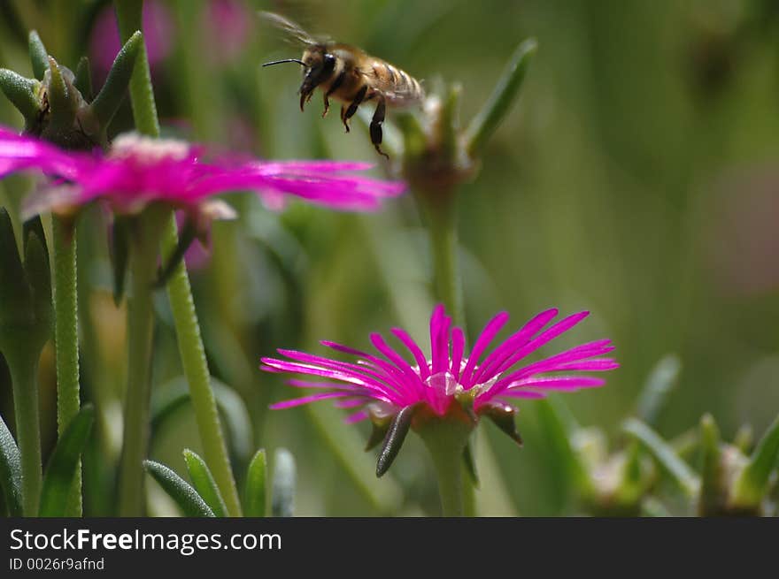 Bee landing on flowers