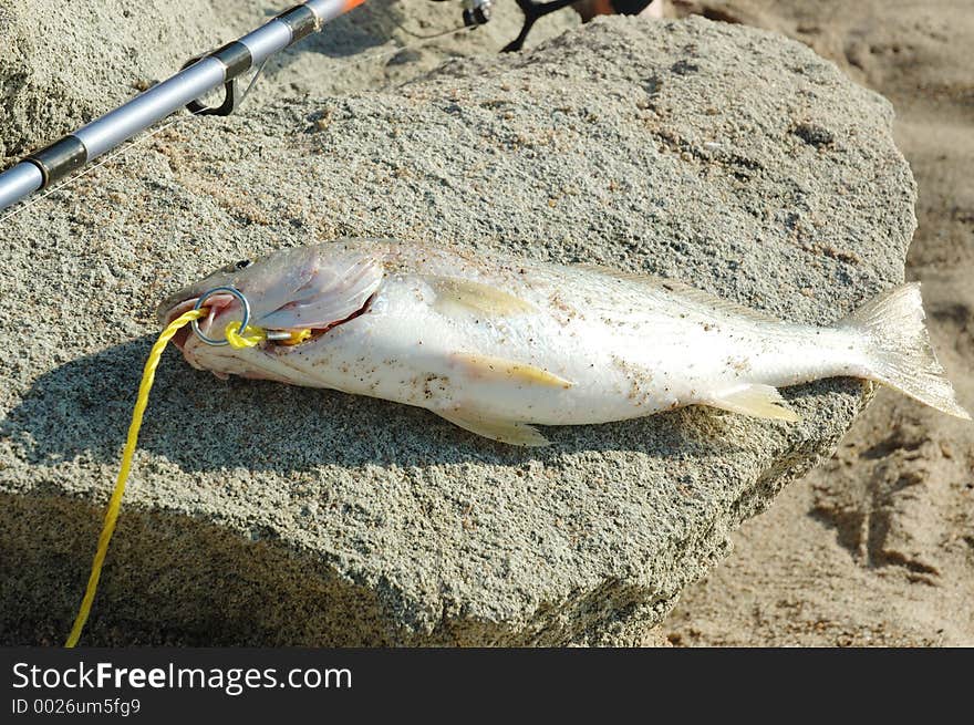 white fish laying on rock with a fishing pole. white fish laying on rock with a fishing pole