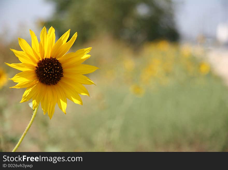 Single yellow flower with a high depth of field. Single yellow flower with a high depth of field.