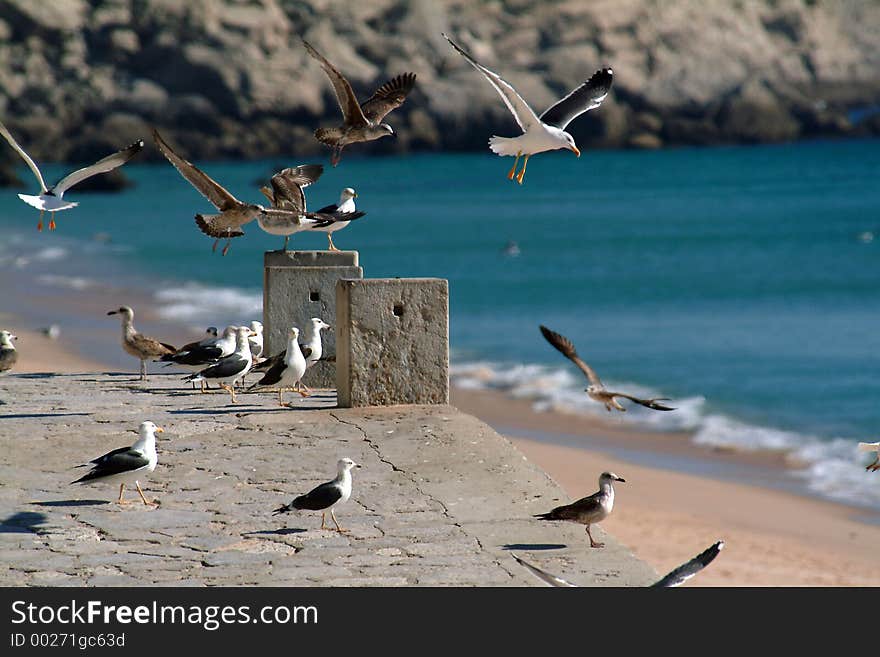 Seagulls In Flight