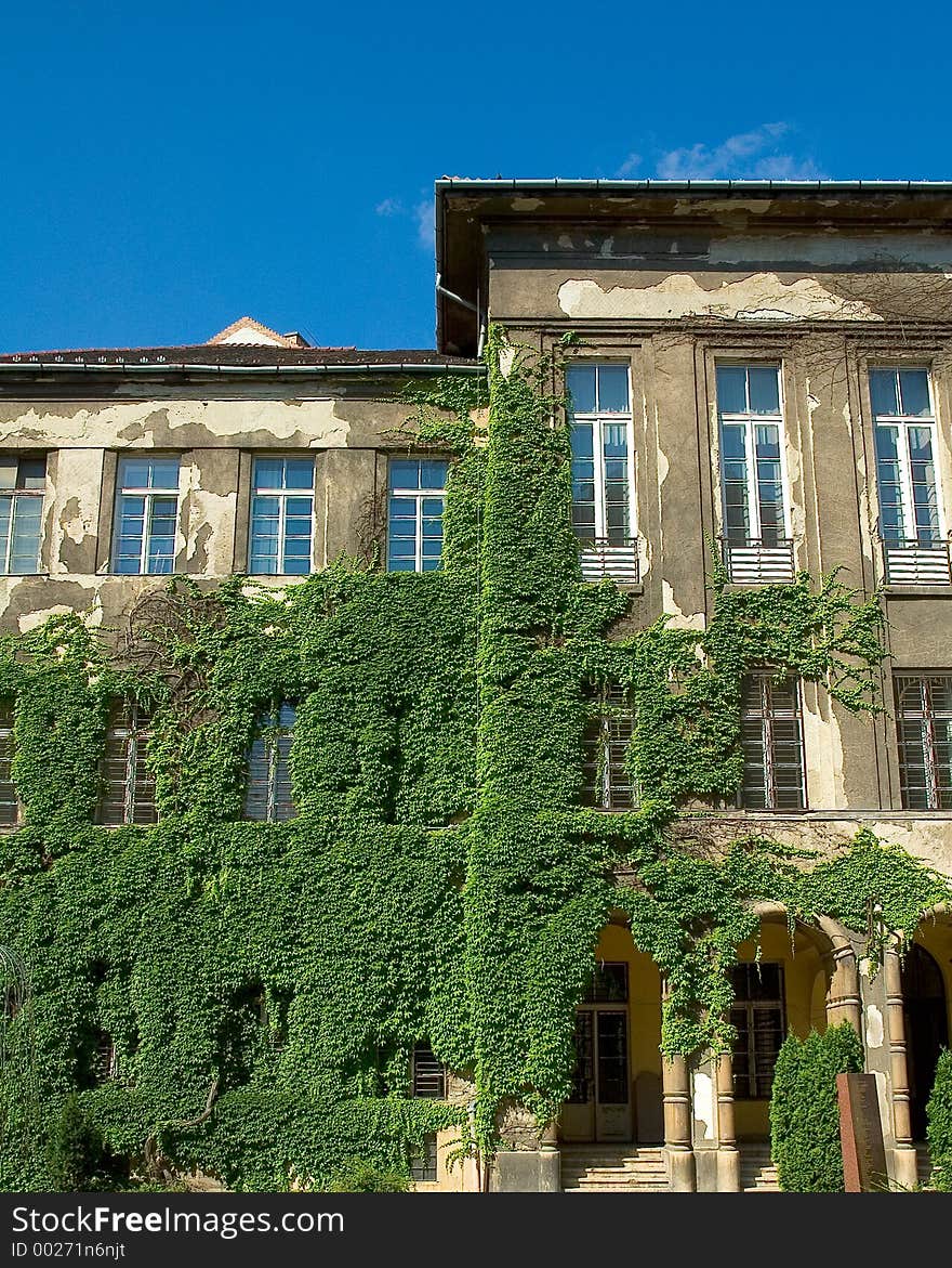 Old Building With Vines