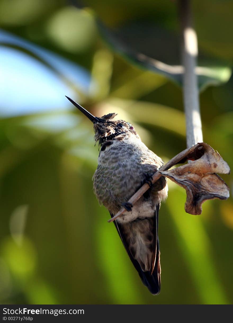 Hummingbird