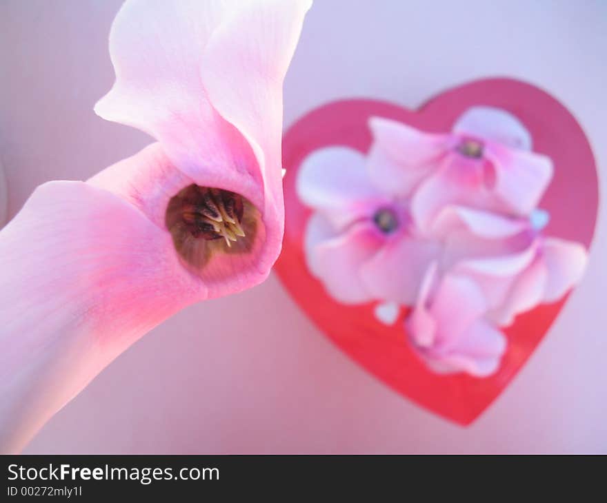 Digital set, low sharping, macro. Cyclamen flower hanging from the vase, presented the idea to place the chocolate box under, tossing on a few of the fallen petals. Digital set, low sharping, macro. Cyclamen flower hanging from the vase, presented the idea to place the chocolate box under, tossing on a few of the fallen petals.