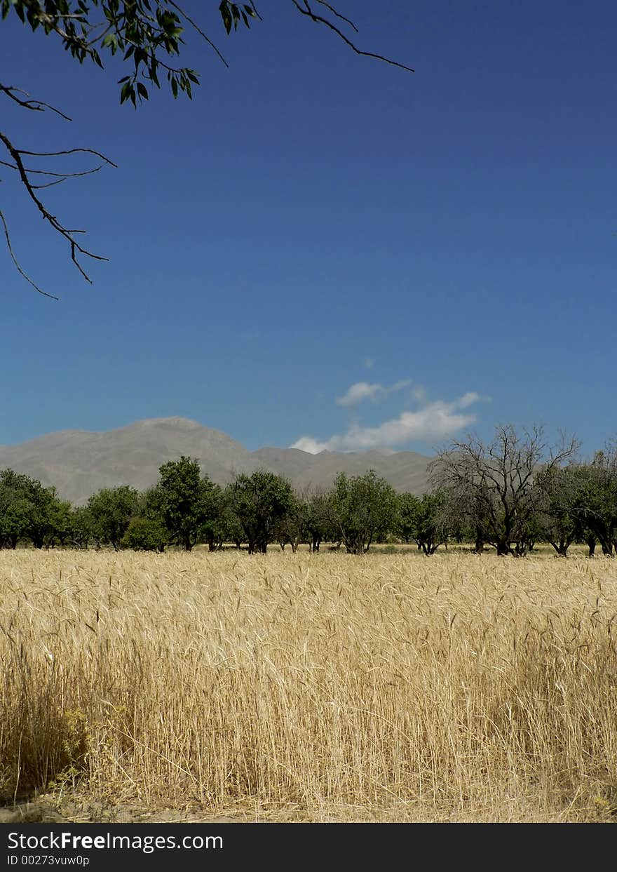 Golden wheaties in field; end of summer