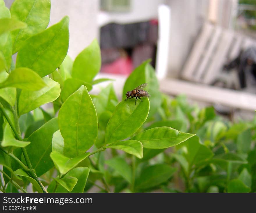 Fly on a leaf