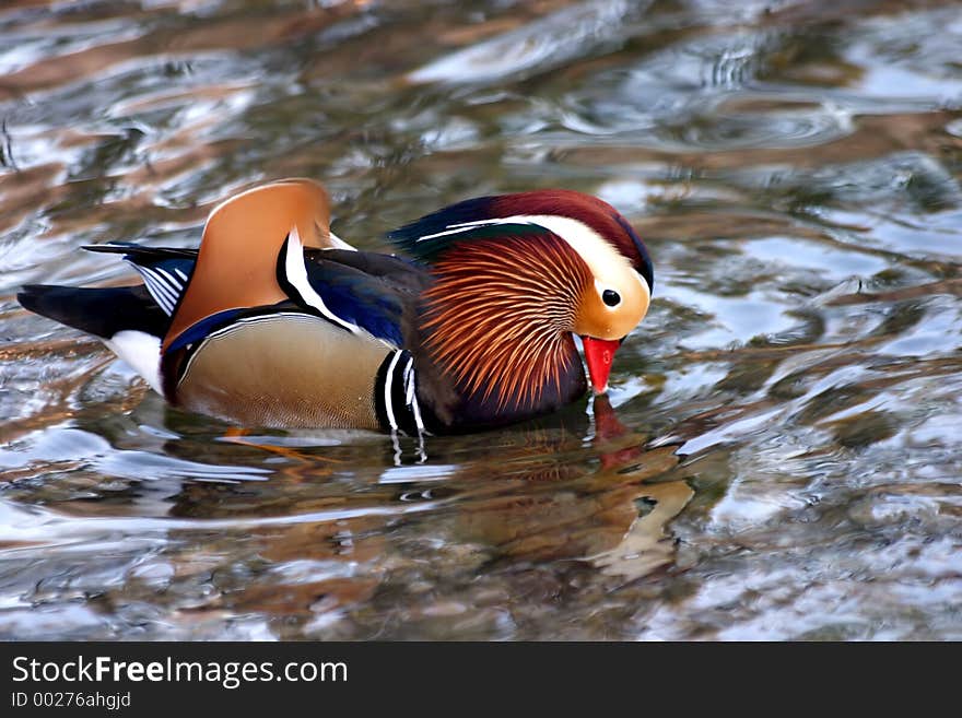 Colourful Duck