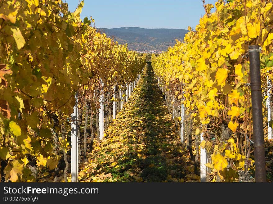 Autumn wineyards