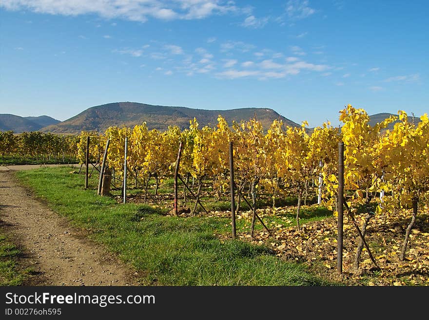 Yellow rows of grapes