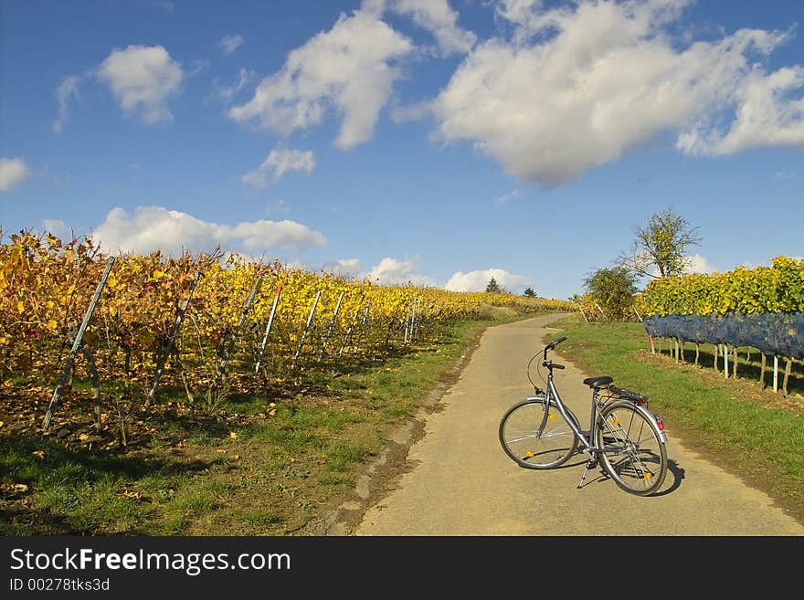 Bicycle in wineyards