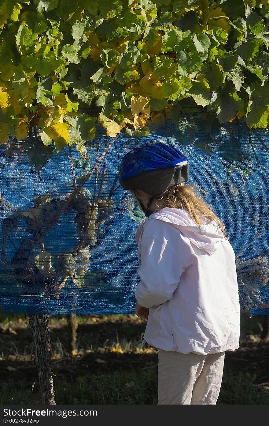 Girl tasting the ice grapes. Girl tasting the ice grapes