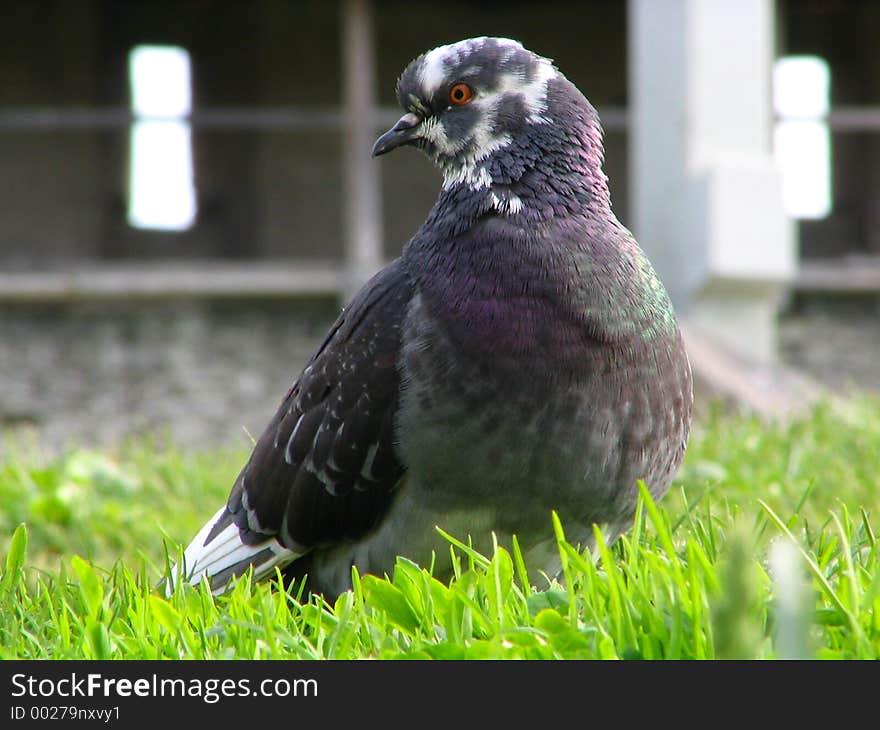 Pigeon sitting in a grass in territory of the old castle. Pigeon sitting in a grass in territory of the old castle