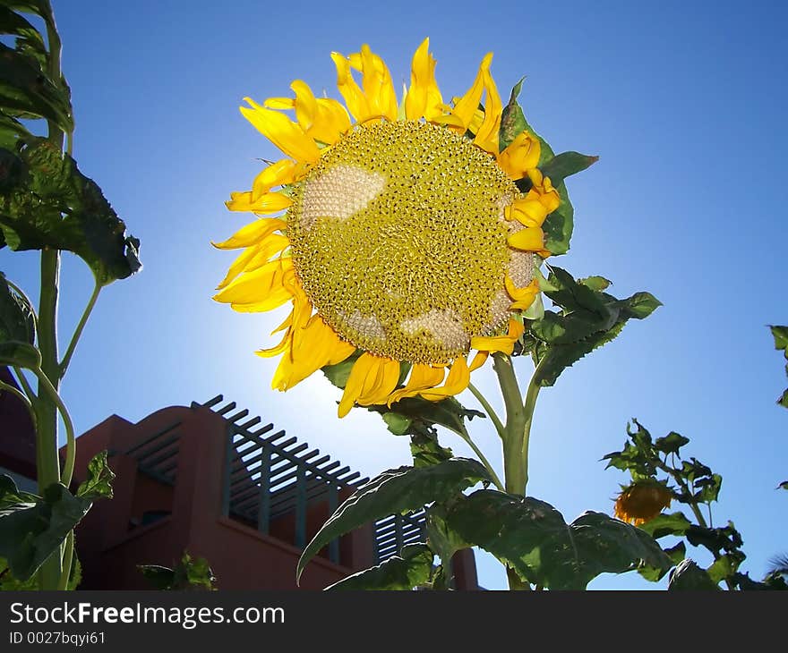 Sunflower from El Guana - Egypt. Sunflower from El Guana - Egypt