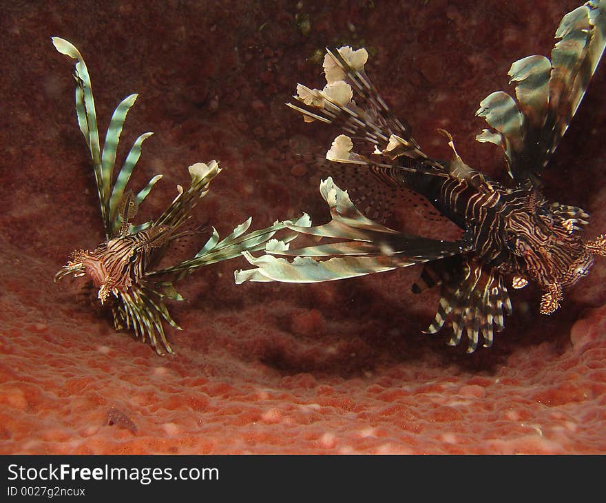 Beautiful shot of two Lion fish Inside a large Barrel Sponge. Taken in East Timor on the Somy P150. Beautiful shot of two Lion fish Inside a large Barrel Sponge. Taken in East Timor on the Somy P150.