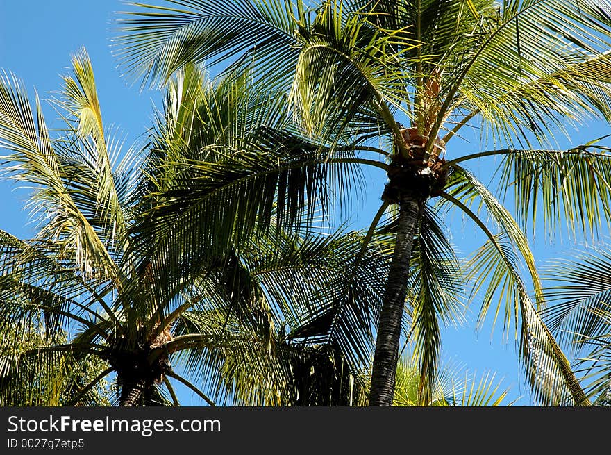 Looking up at the swaying palms. Looking up at the swaying palms