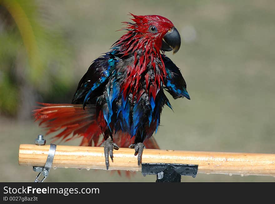 Eclectus Parrot who just had a shower. Eclectus Parrot who just had a shower